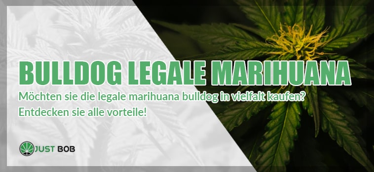 CBD Bulldog legale Marihuana