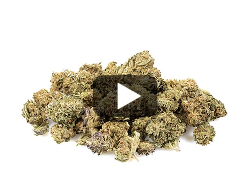cbd-gras-california-small
