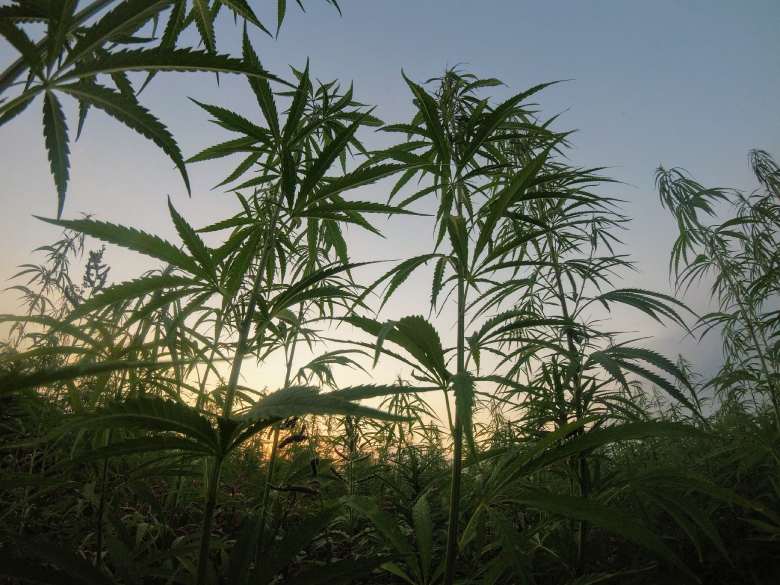 Wie wird Mango Haze Marihuana CBD angebaut?