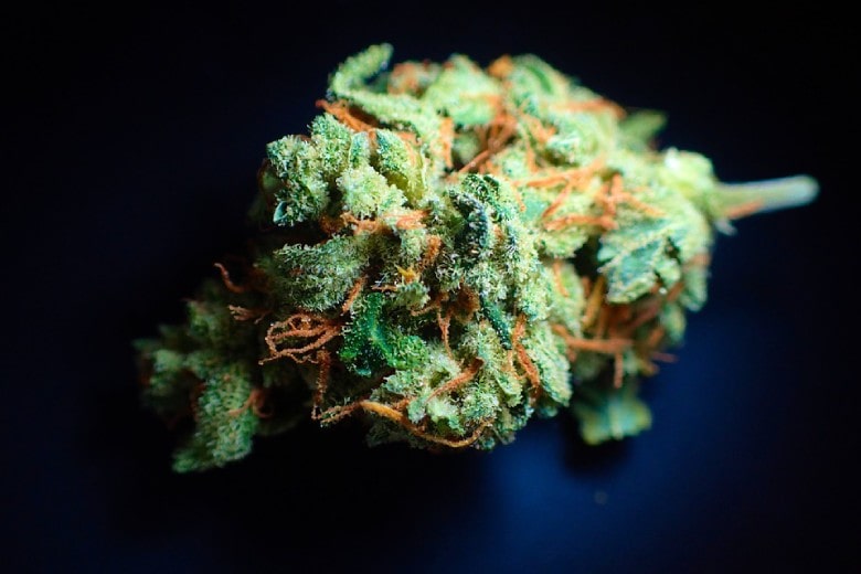 Die Ursprünge des Mango Haze-CBD