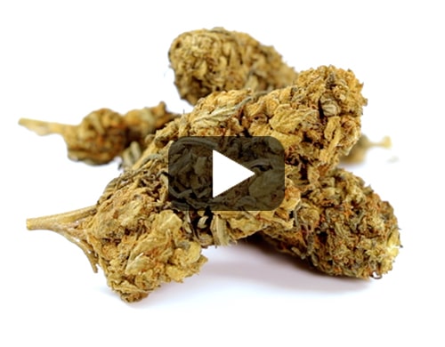 outddoor-mix-cbd-gras-kaufen