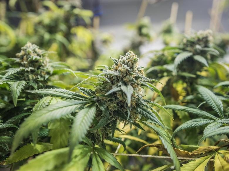 CBD und Stoffwechsel: Verwenden Sie CBD-Öl
