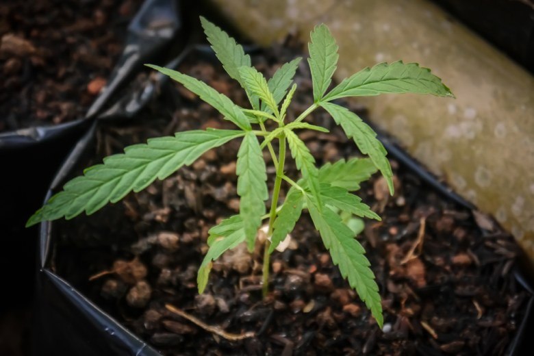Legales CBD Cannabis: Darum geht es.