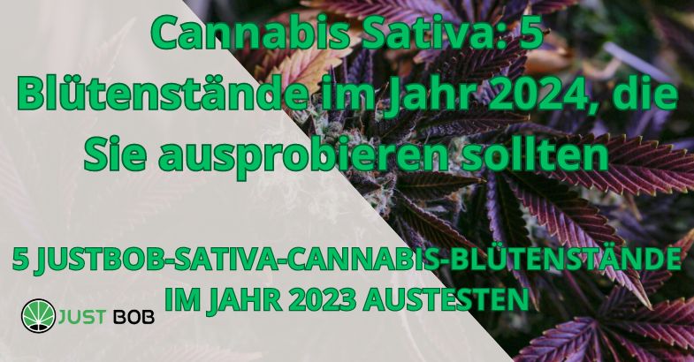 Cannabis Sativa: 5 Blütenstände im Jahr 2024
