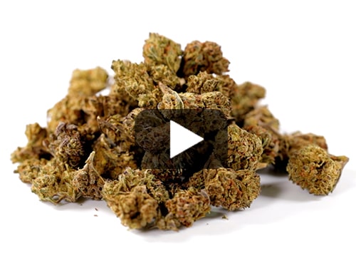 cbd-blueten-HQ-cbd-boost-klein
