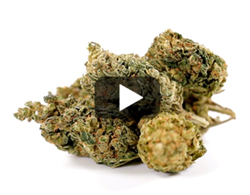cbd-gras-HQ-cbd-boost