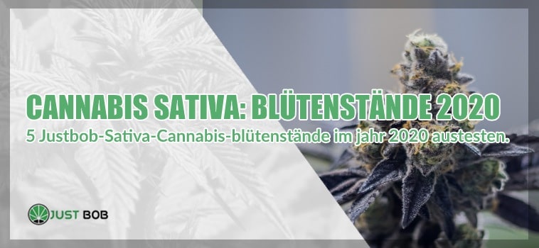 CBD Cannabis Sativa: 5 Blütenstände