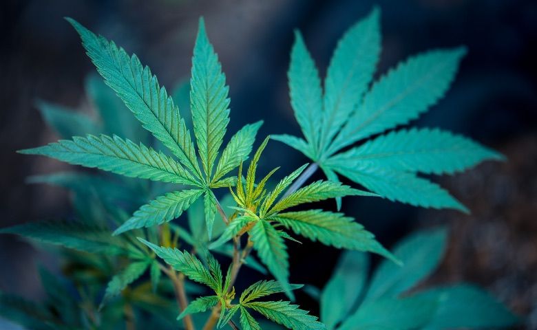 Was sind CBD-Kristalle
