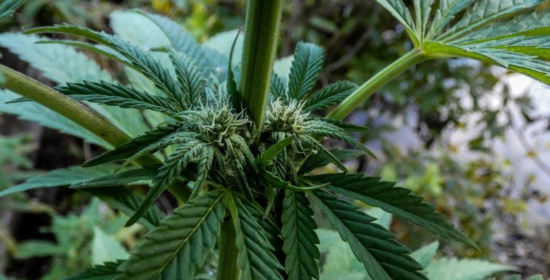 CBD Shatter: Was es ist und wie es produziert wird
