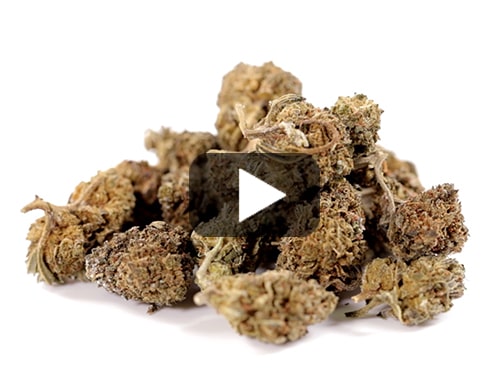 cbd-gras-amnesia-cbd-boost