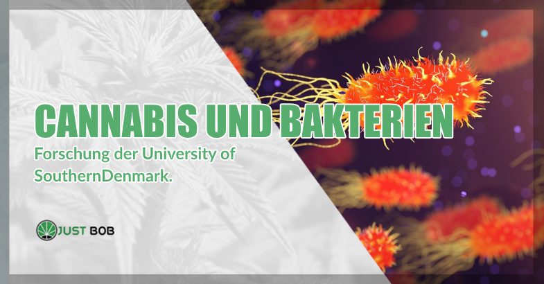 Cannabis und Bakterien: Forschung der University of Southern Denmarka