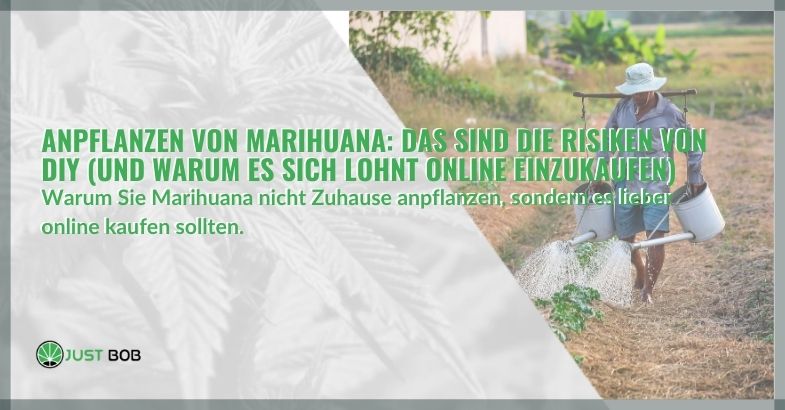 CBD Gras und Marihuana Anpflanzen