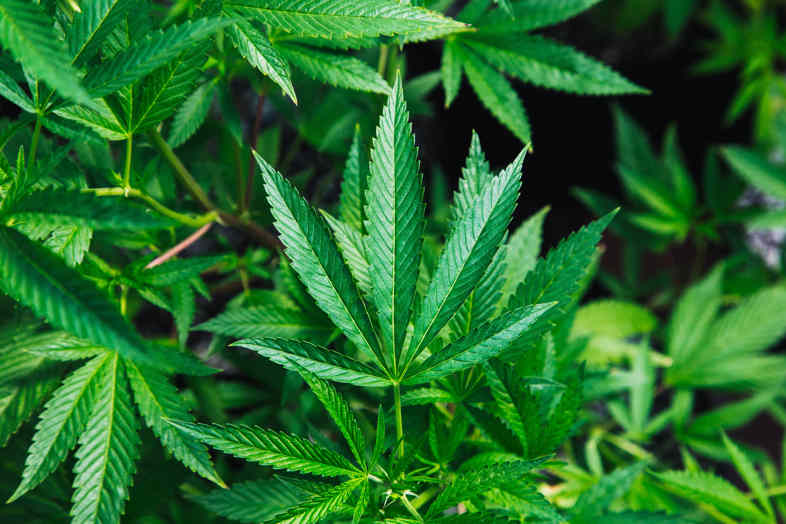 Das mit der hohen Nachfrage nach Marihuana