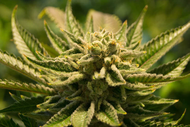 die CBD-Cannabis