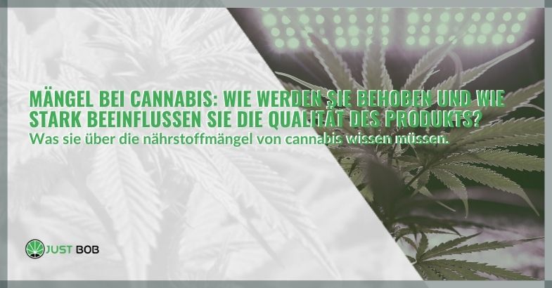 Mängel bei CBD Cannabis