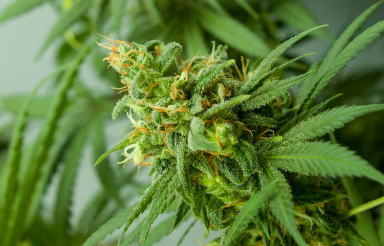 Warum wird Cannabis als Droge angesehen?