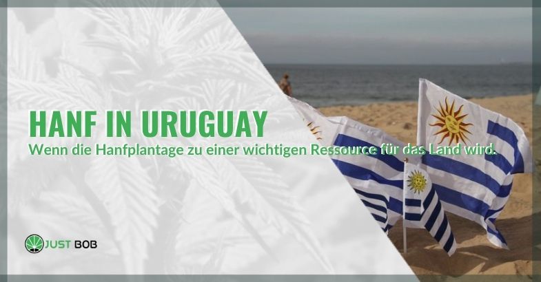 CBD Gras von Uruguay