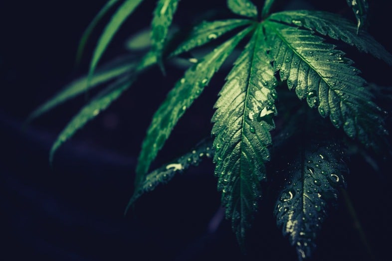 CBD Cannabis und Marihuana