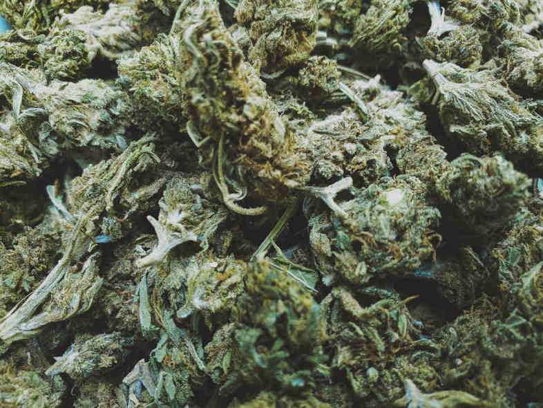 CBD-Cannabis ist ihm entkommen