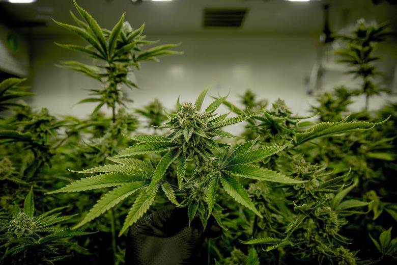 Die Produktion von nicht-psychoaktivem CBD-Gras in Uruguay.