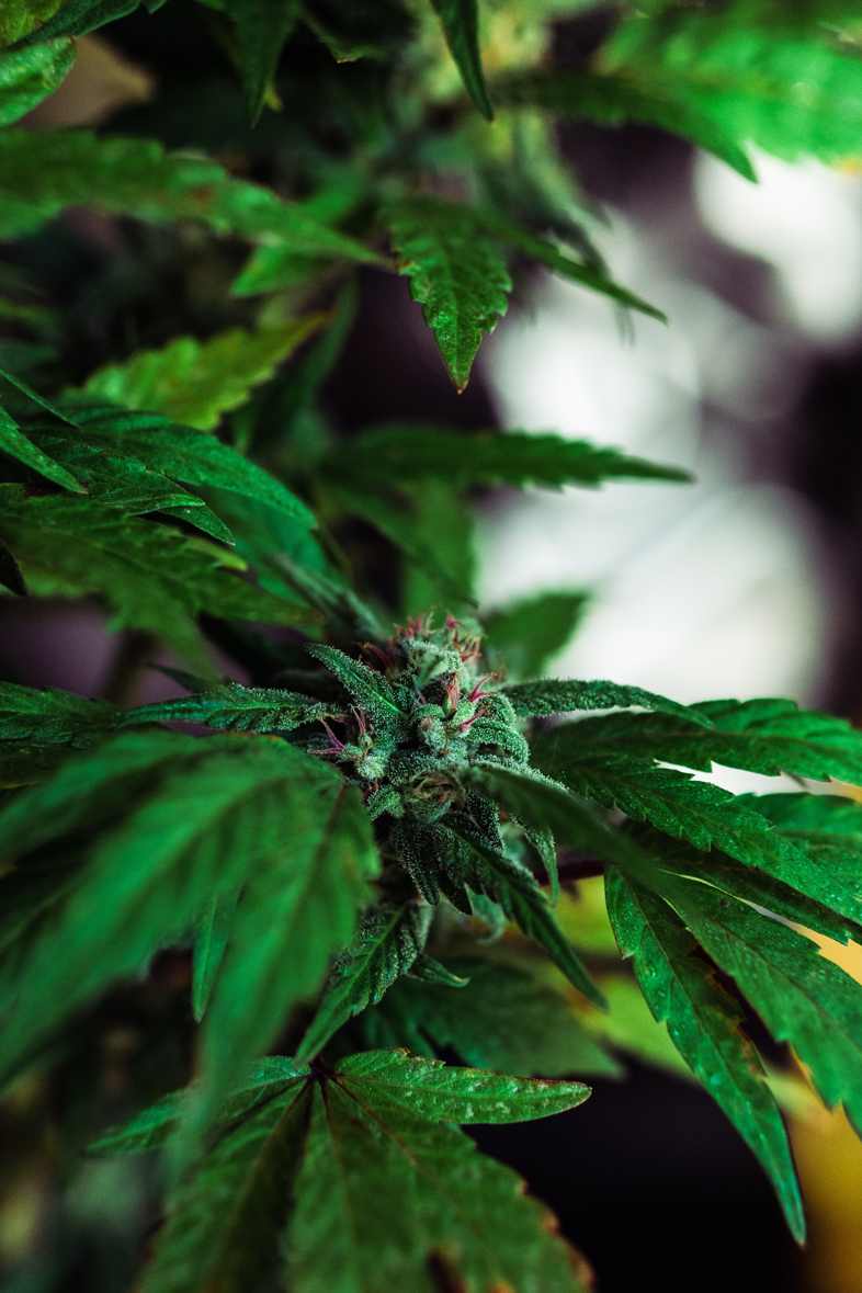 Master Kush: eine der besten CBD-Cannabissorten