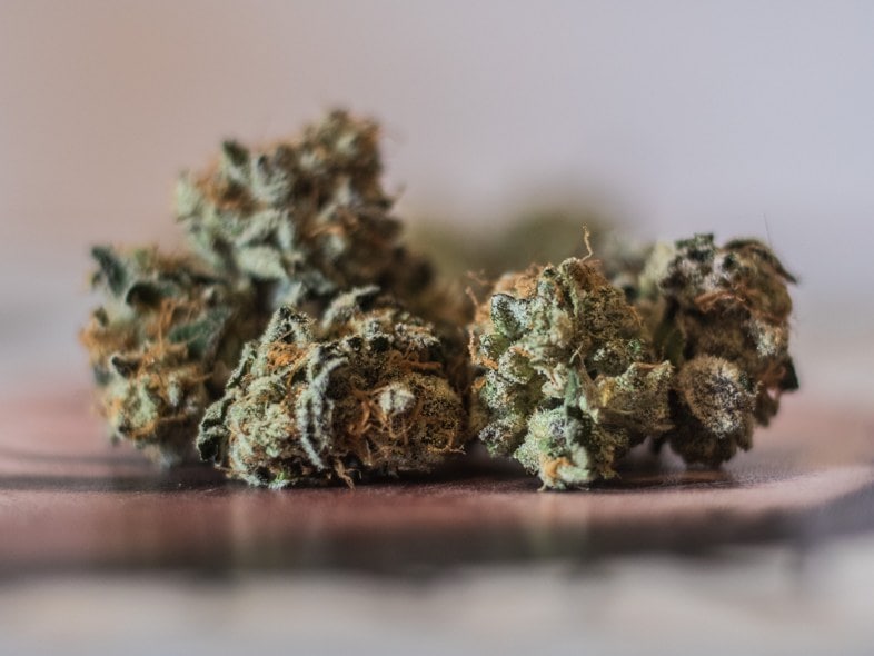 Terpene: Was sind sie?