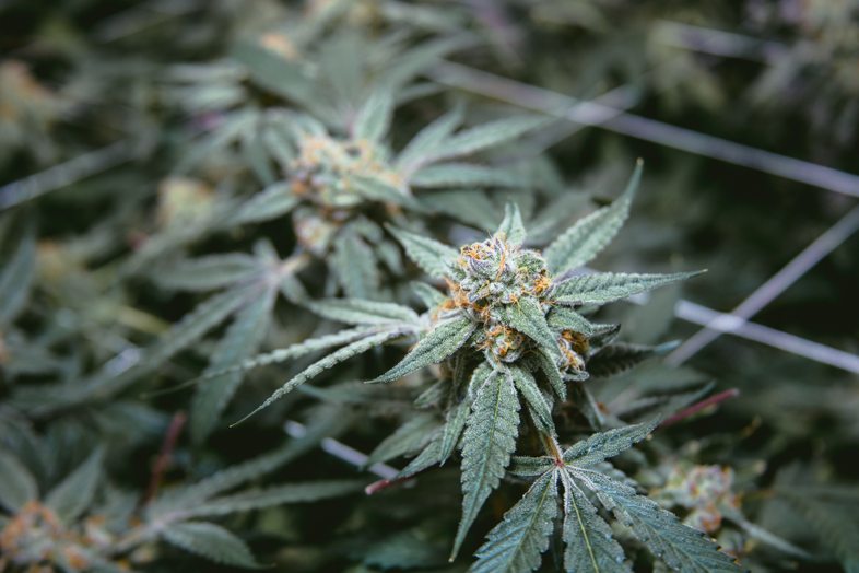 THC im Urin: Wie funktioniert der Test?