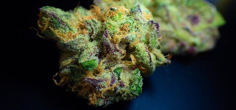 THC: Wo ist es in der Cannabispflanze zu finden und wie wirkt es sich aus?