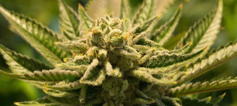 THC: Wo ist es in der Cannabispflanze zu finden und wie wirkt es sich aus?