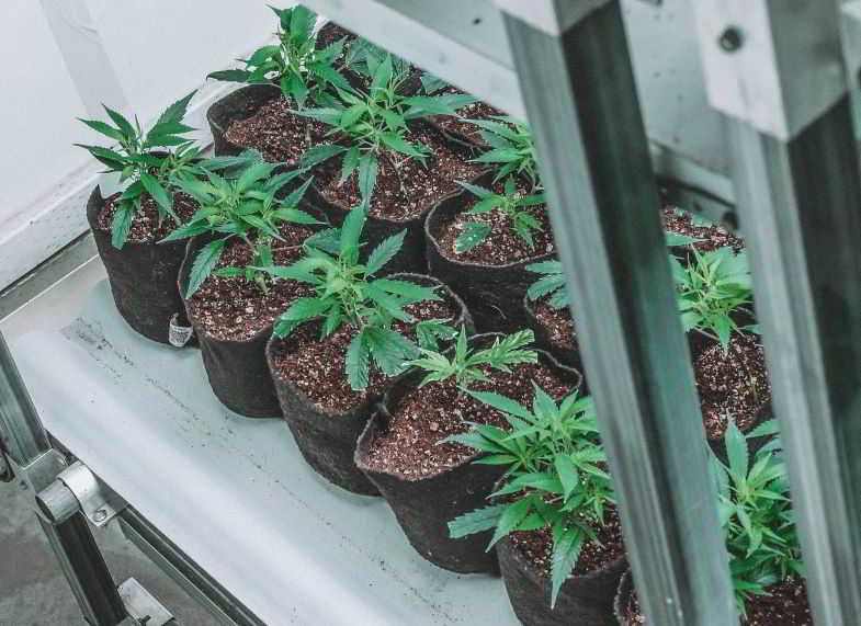 Wie kann man die Wurzelgesundheit von Cannabispflanzen verbessern?