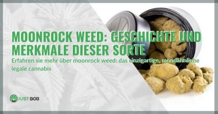 Moonrock Weed: Geschichte und Merkmale dieser SorteMoonrock Weed: Geschichte und Merkmale dieser Sorte