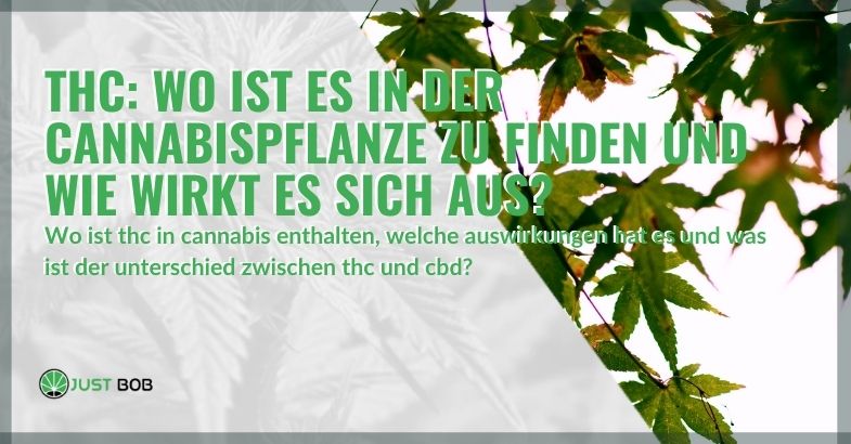 THC: Wo ist es in der Cannabispflanze zu finden und wie wirkt es sich aus?