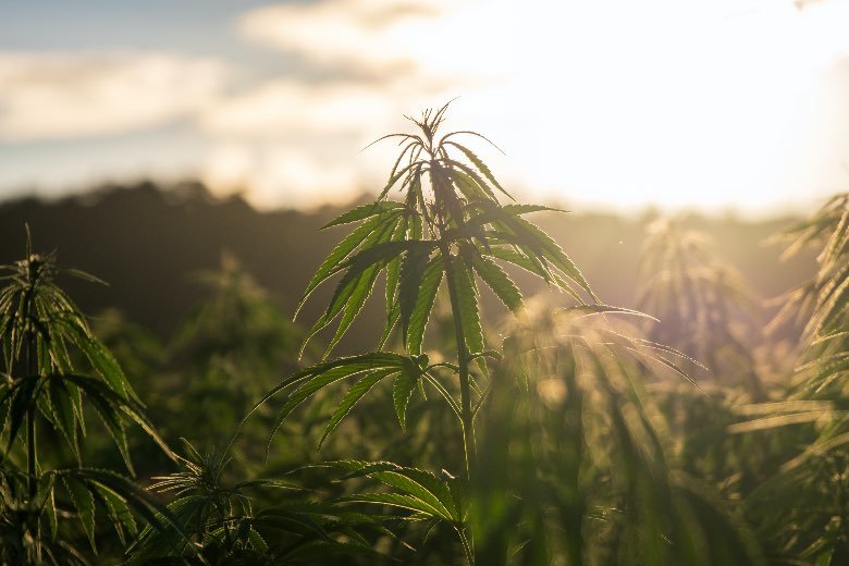 Unterschiede zwischen Sativa und Indica Marihuana