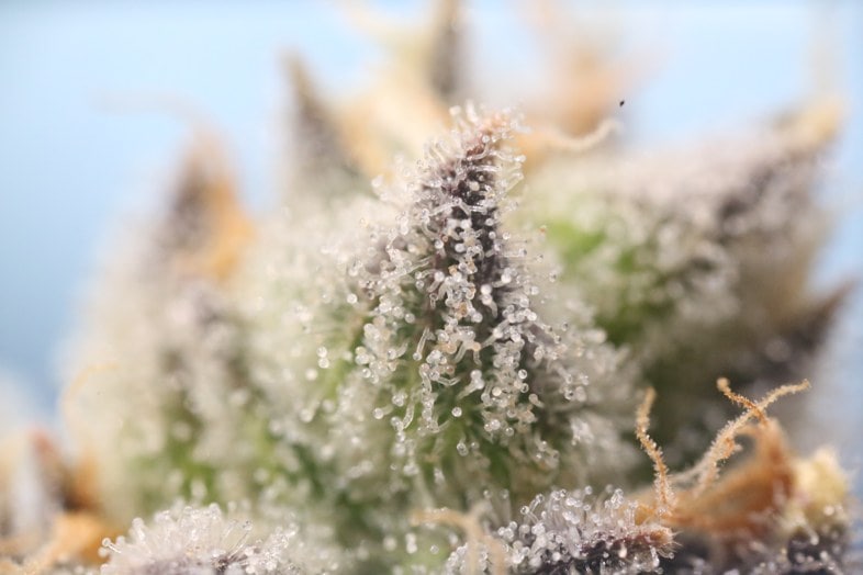 Was ist CBD-Haschisch und wie wird es hergestellt?