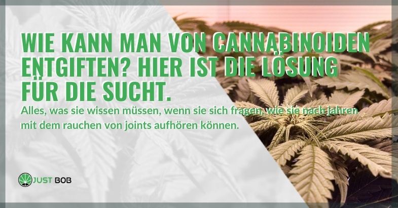 Wie kann man von Cannabinoiden entgiften? Hier ist die Lösung für die Sucht.