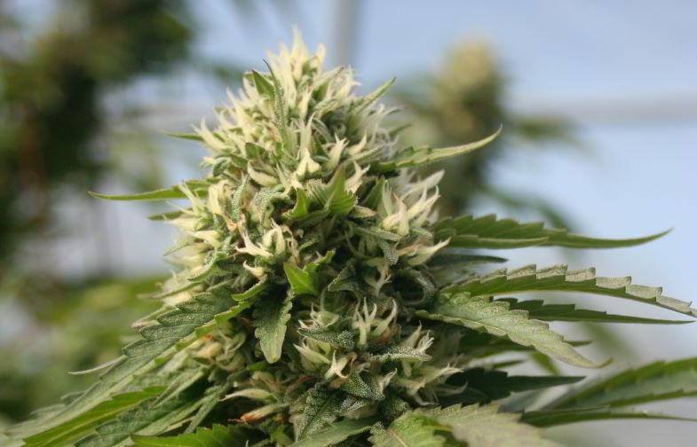 Knospen & Cannabis: Daran erkennen Sie Qualitätsknospen