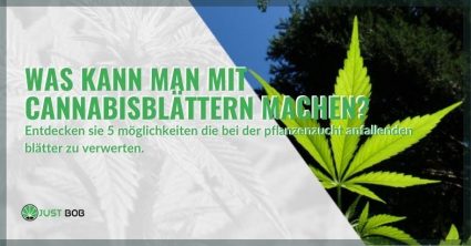 Was kann man mit Cannabisblättern machen? 5 geniale und effiziente Verwendungsmöglichkeiten