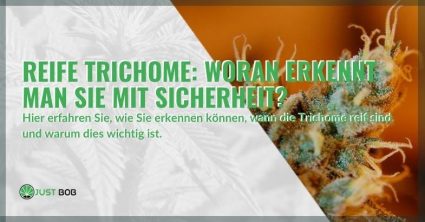 Reife Trichome? Erfahren Sie hier, wie Sie das mit Sicherheit feststellen können