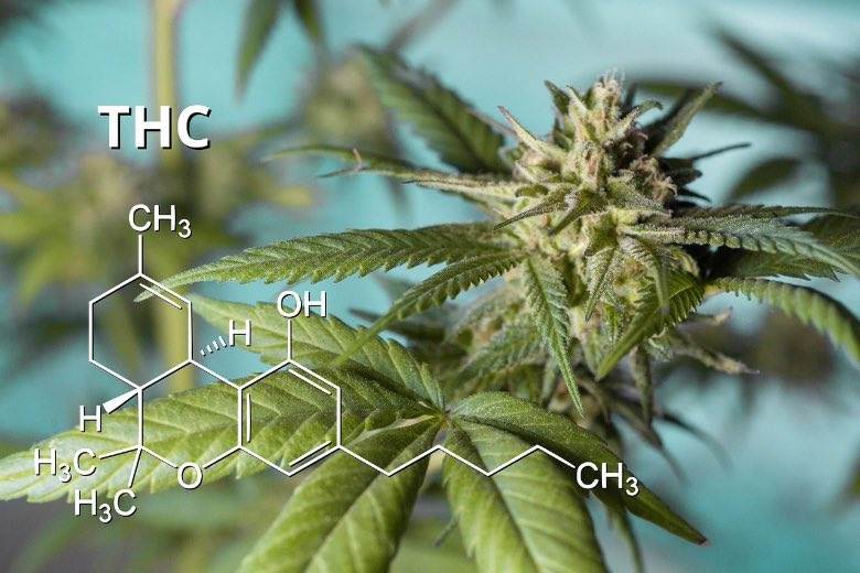 Cannabis mit hohem THC-Gehalt