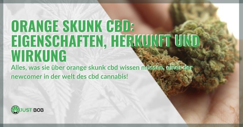 Orange Skunk CBD: Eigenschaften, Herkunft und Wirkung