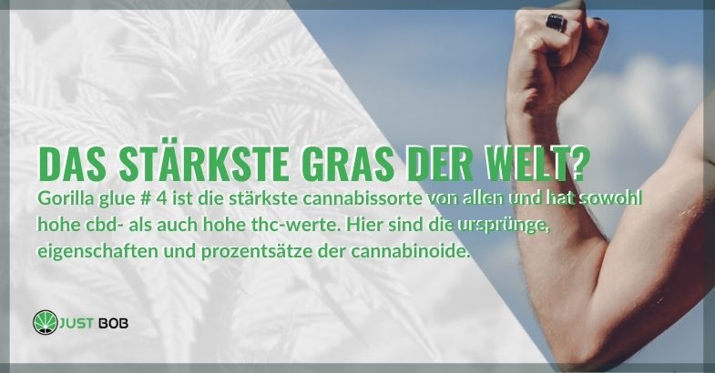 Das stärkste Gras der Welt?