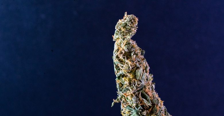 Eigenschaften von Orange Skunk CBD Cannabis