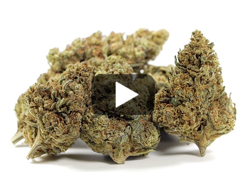 GELATO CBD BOOST-cannabis-cbd
