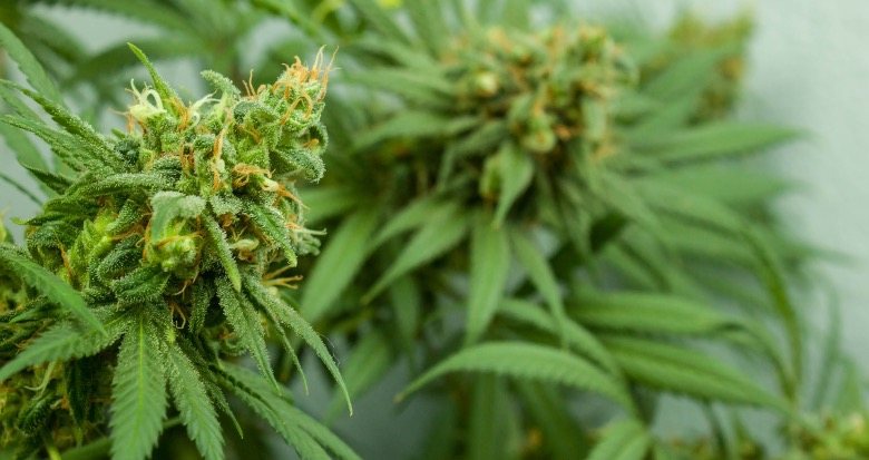 CBD-Harz: Was ist das und wo befindet es sich?
