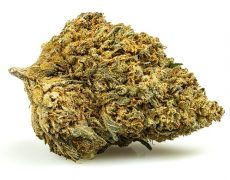 GELATO CBD BOOST-cbd-blueten