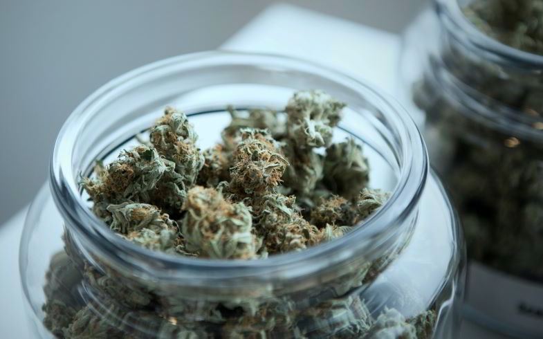 Die Bedeutung von Studien über Cannabis