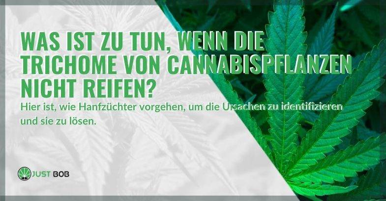 Reifen Trichome nicht?