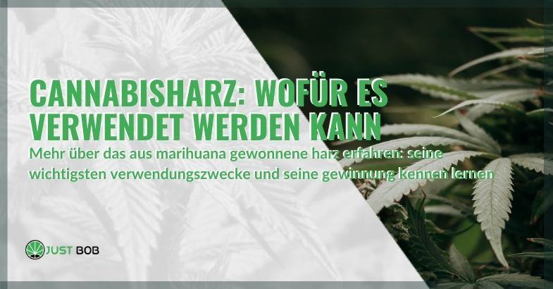 Cannabisharz: wofür es verwendet werden kann