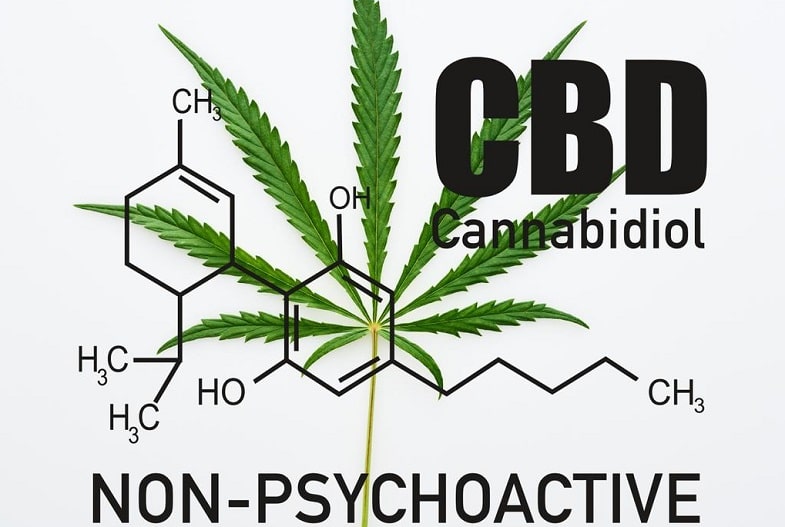 CBD-Blüten oder CBD-Öl: Was ist besser? 