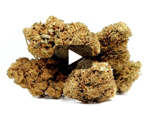 cbd-gras-master-kush